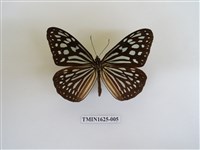 藏品(旖斑蝶)的圖片